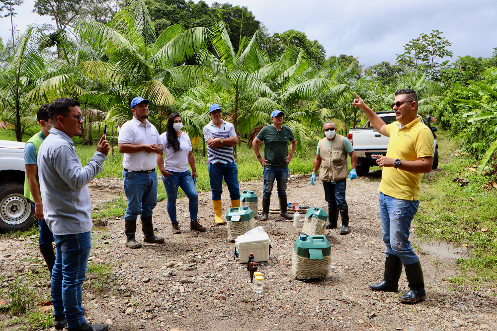 AGROSAVIA inicia red de trampeo para cultivos de asaí el departamento de Putumayo