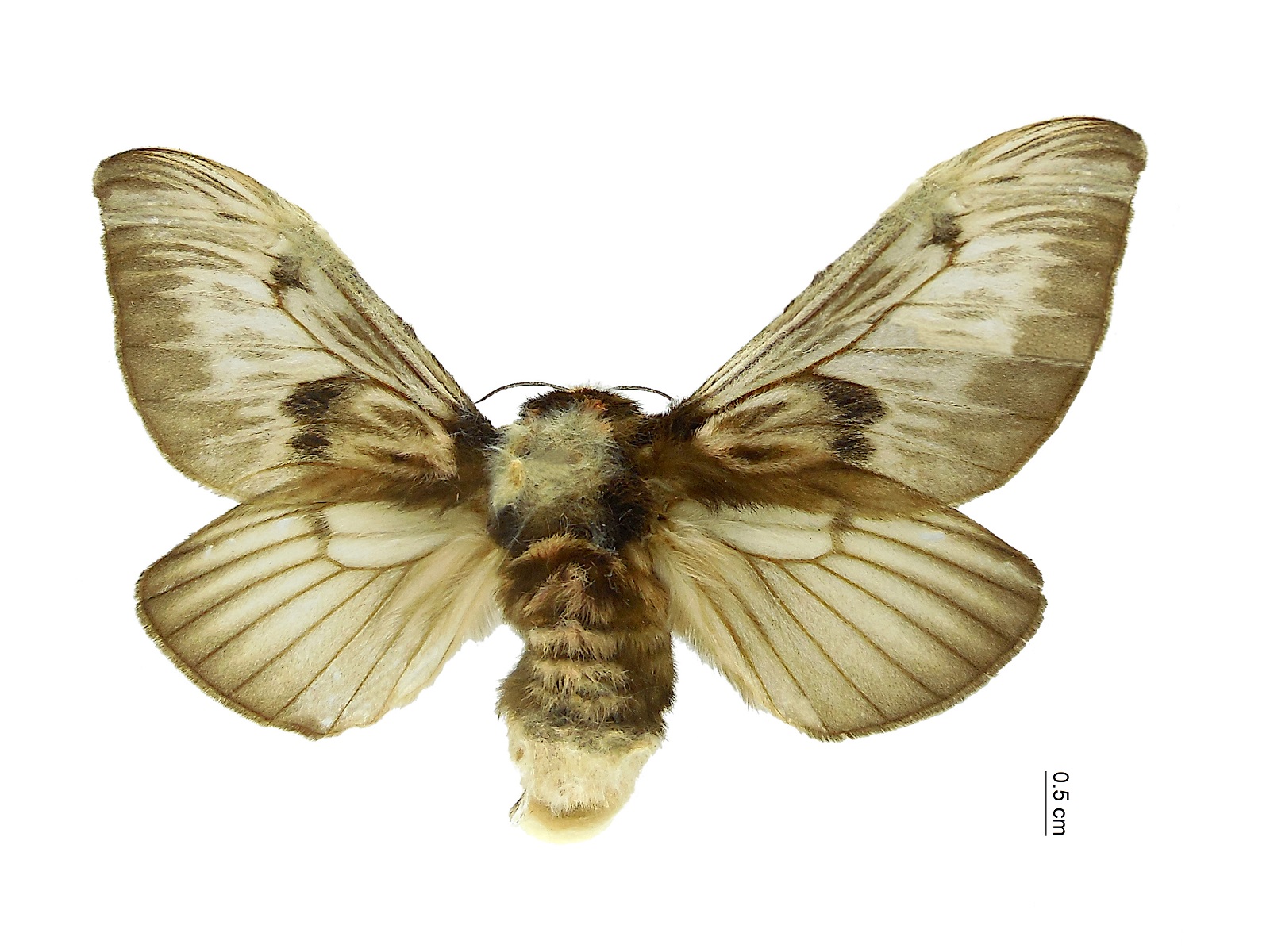 Megalopyge lanata (Stoll, 1780) 