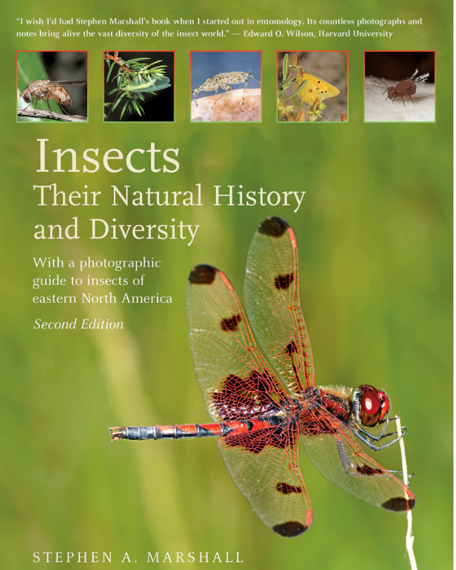 Insects. (2010 – 2018)