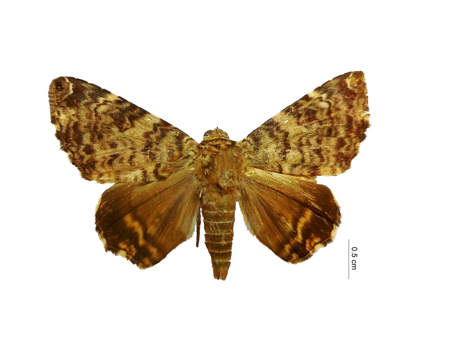 Acolasis polynoe Guenée, 1852 