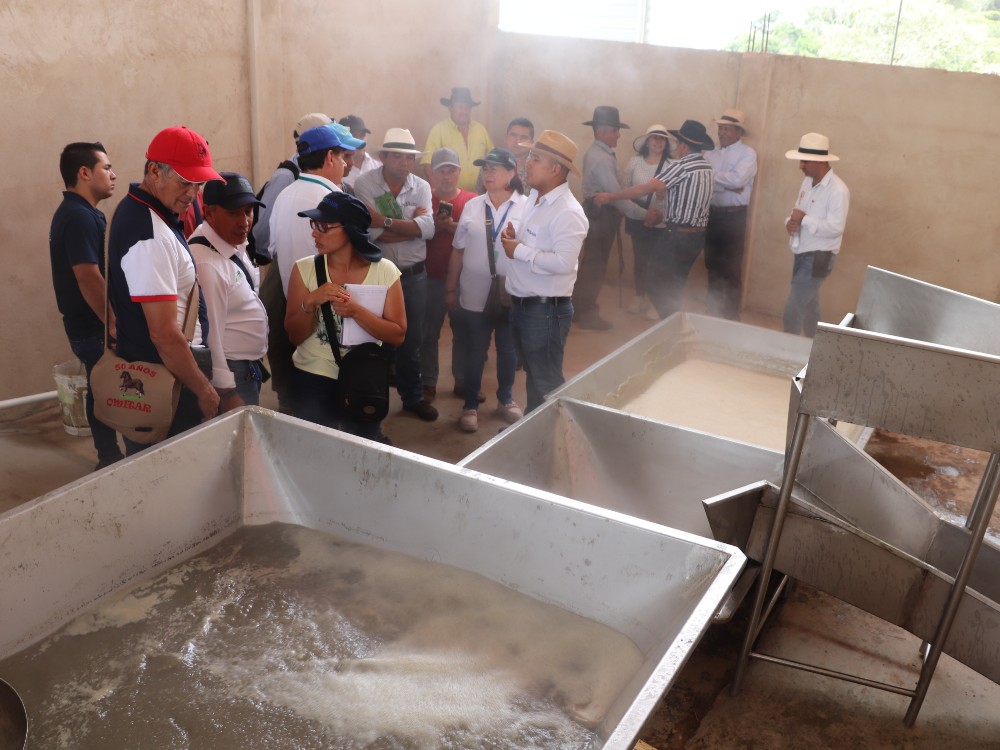 Atención Paneleros, Disponible Una Hornilla Más Productiva, Eficiente Térmicamente Y Sostenible5 AGROSAVIA