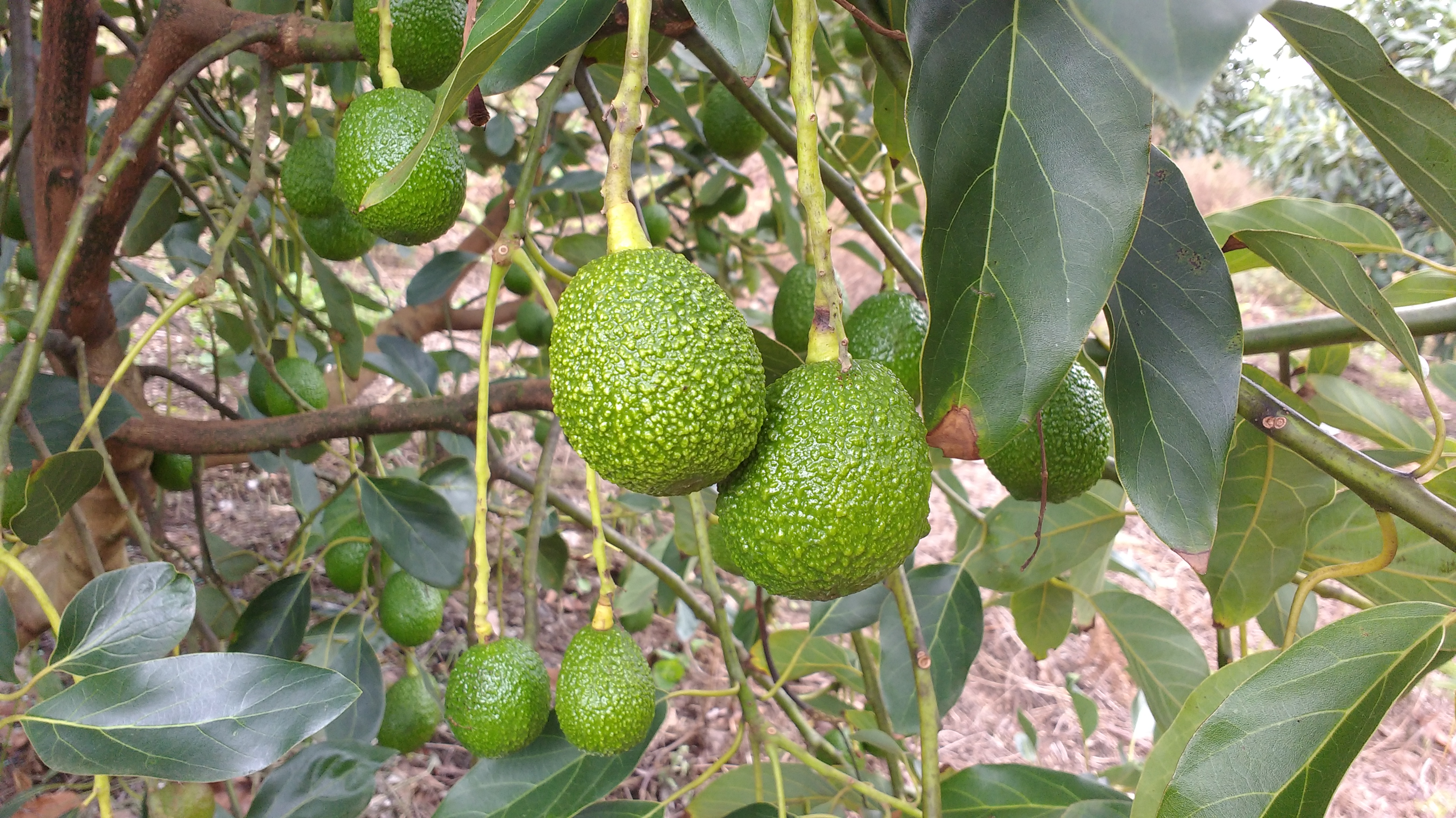 4. Frutos Aguacate 1