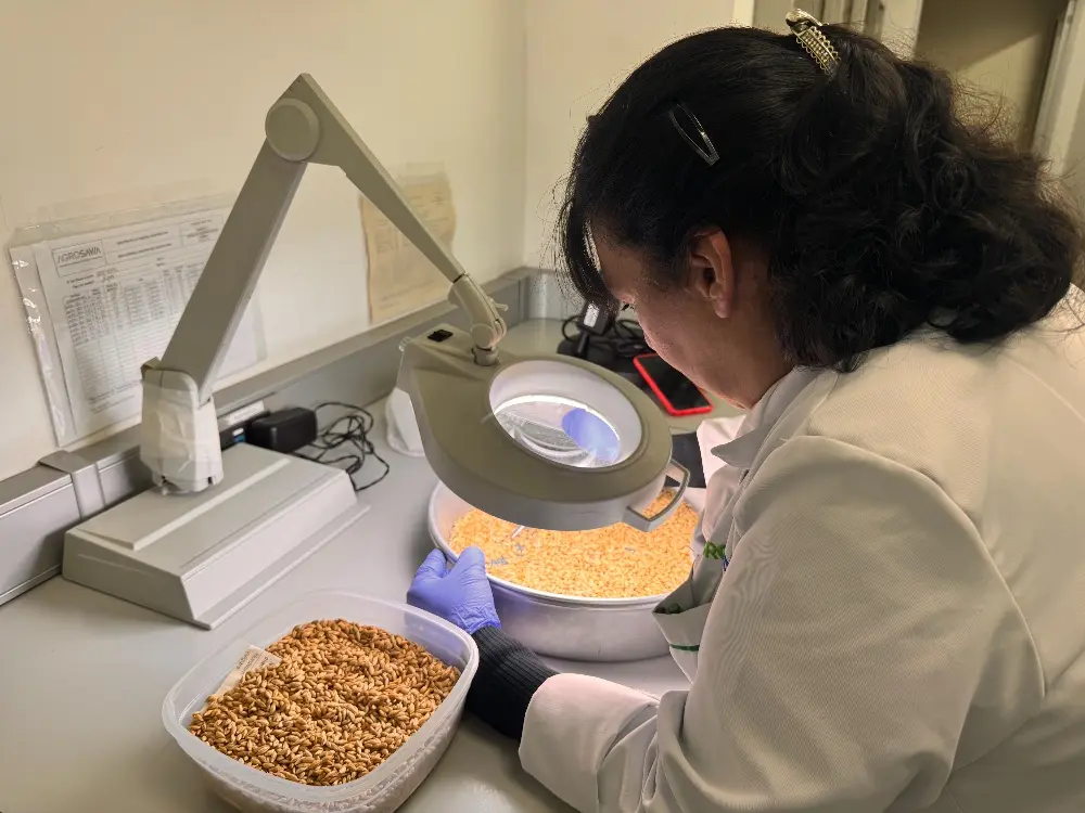 AGROSAVIA Entregó Cultivares De Trigo Y Cebada A La ADR Para Fortalecer La Seguridad Alimentaria Y La Innovación Agrícola2 Fotor Webp