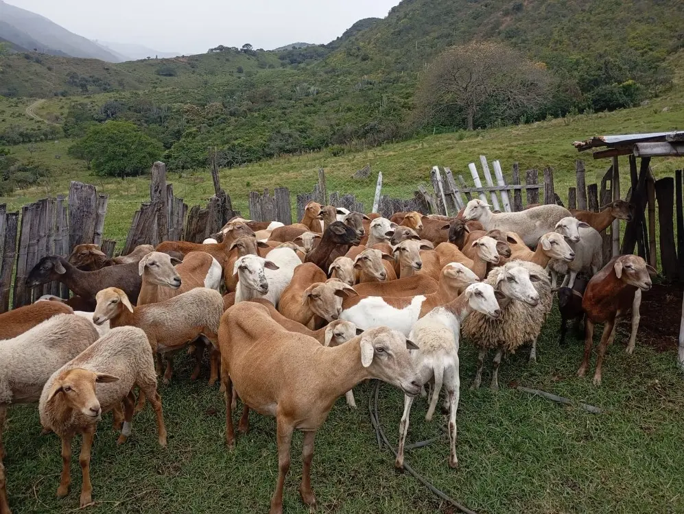 Huila fortalece su apuesta ovino-caprina