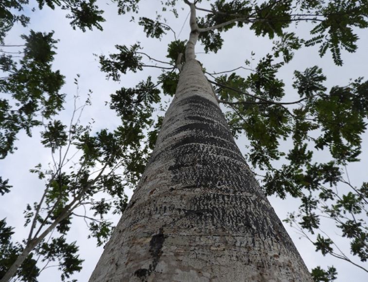 Forest allometric models - Pacific region