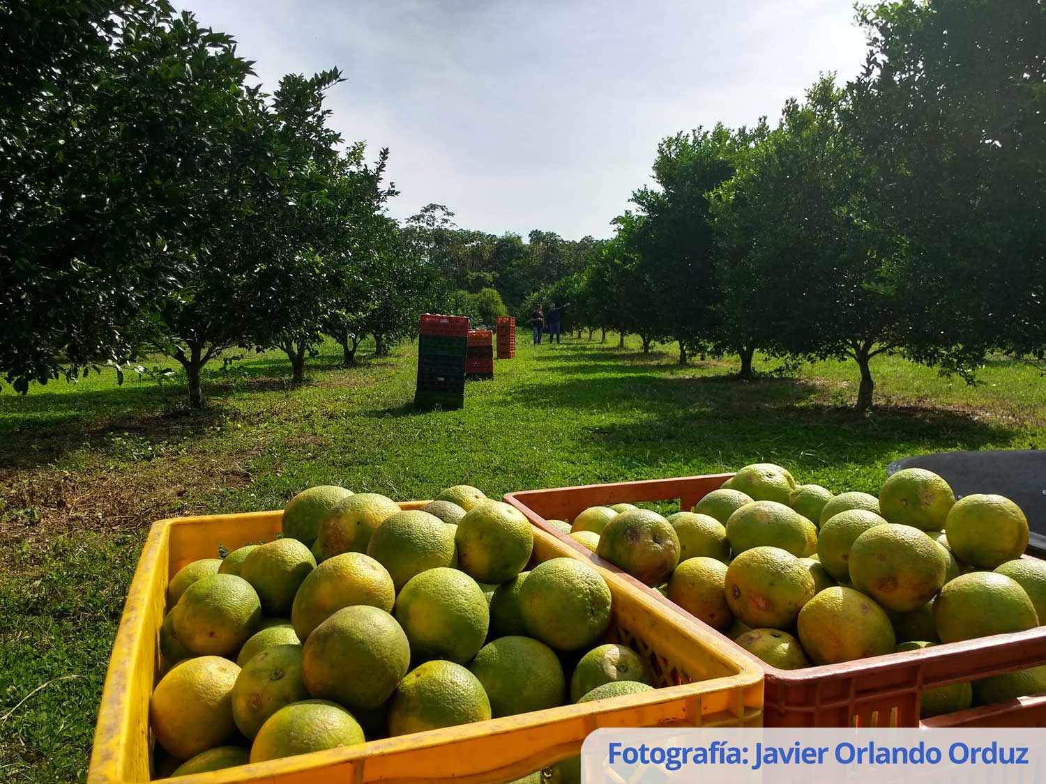 Adecuación química de Oxisoles de la Orinoquia para el establecimiento del cultivo de cítricos y frutales perennes.