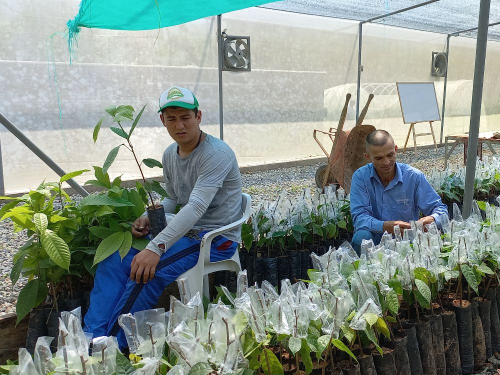 Vivero Propagación Cacao4 C.I. El Nus AGROSAVIA