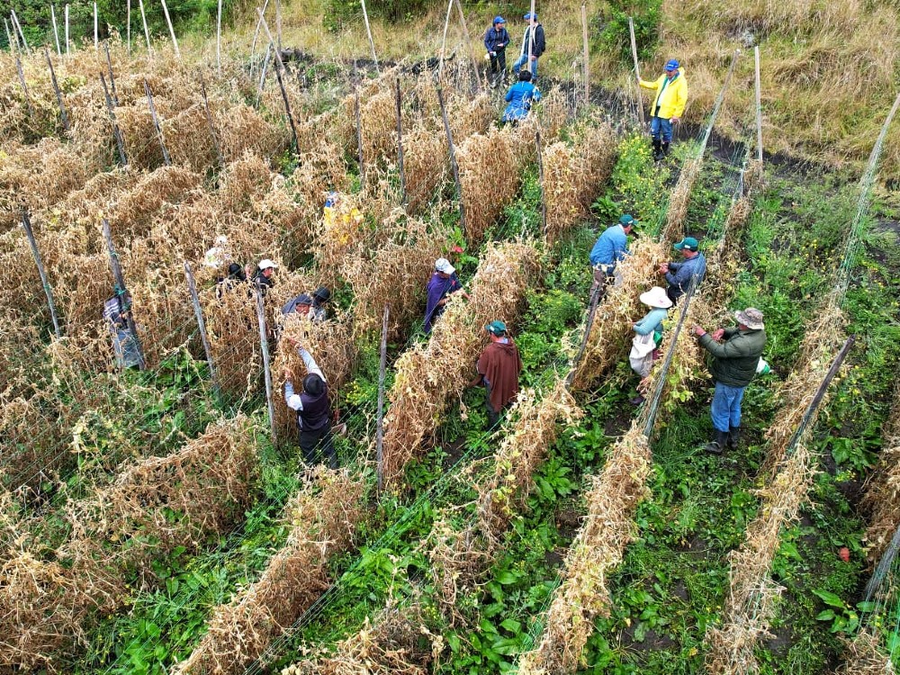 Cosecha Semilla Arveja AGROSAVIA
