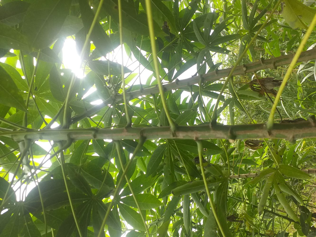 Variedad de yuca forrajera CORPOICA SM 1511-6