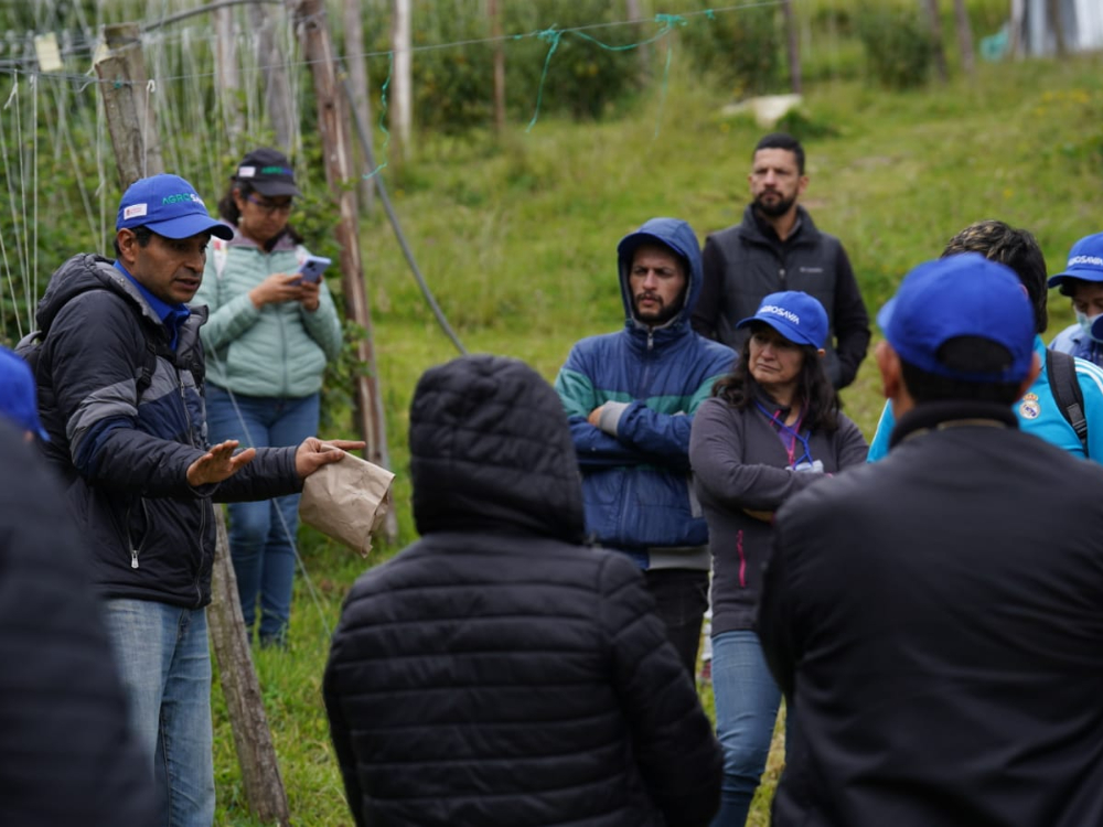 Marchitamiento Vascular En El Cultivo De Uchuva5 AGROSAVIA