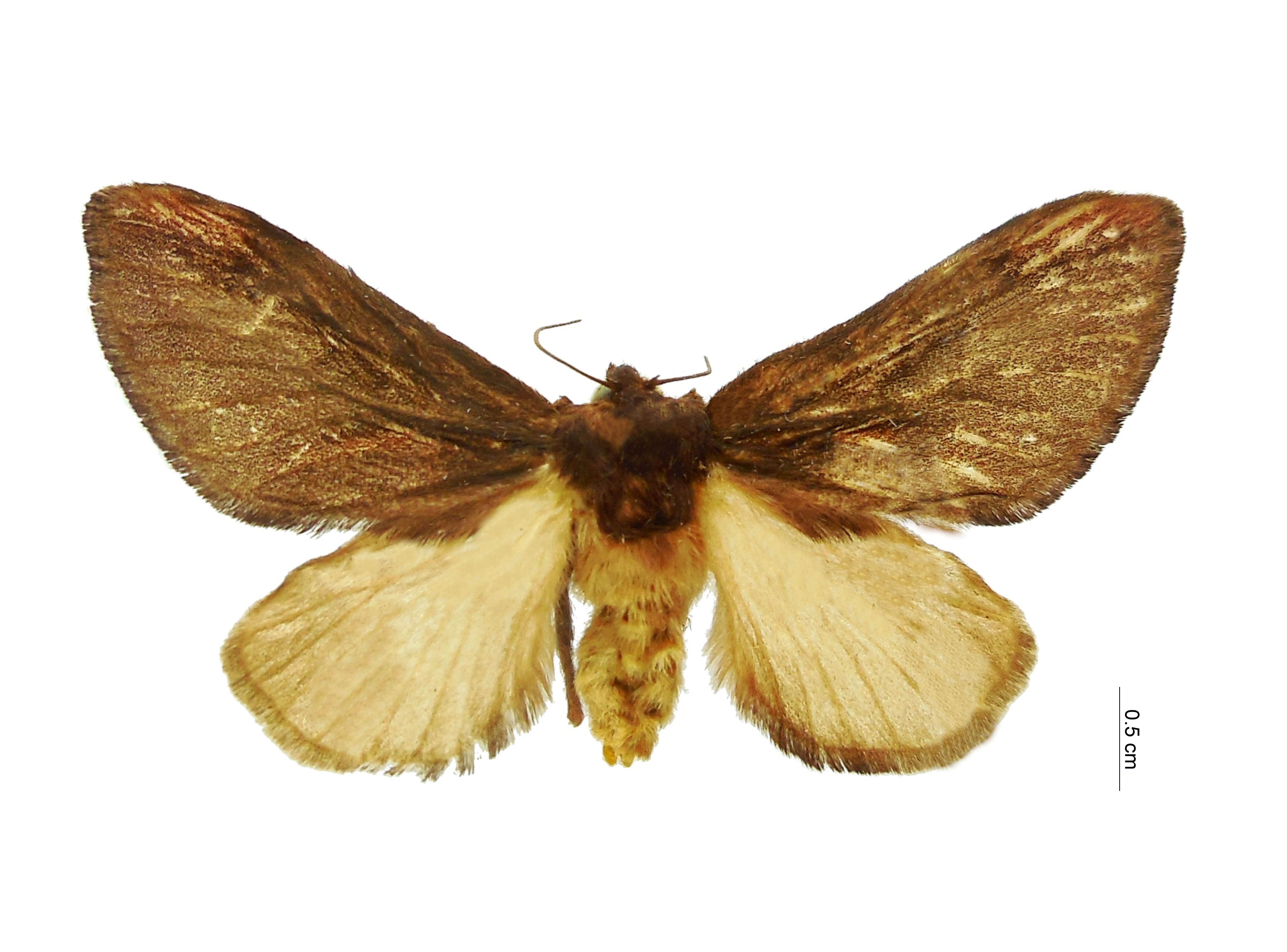 Sibine Prob. Fusca Limacodidae