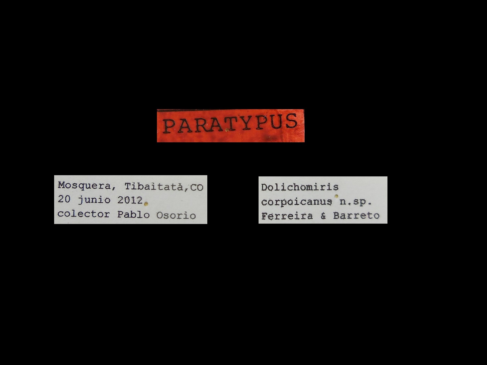 Cynodonmiris corpoicanus Ferreira & Barreto, 2013