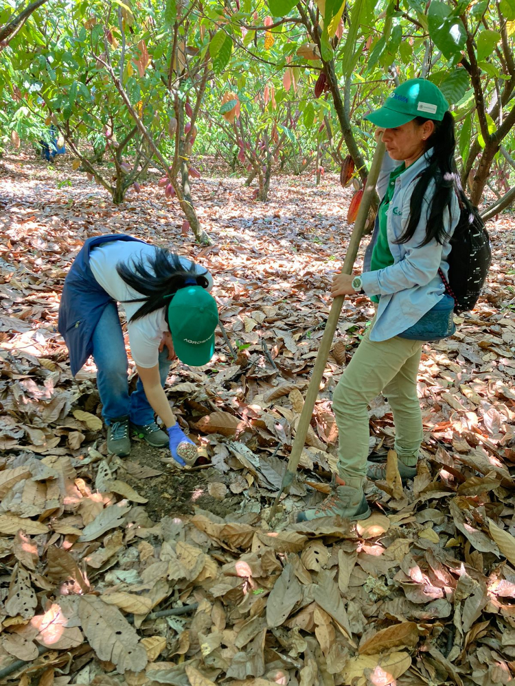 Proyecto Regional Cacao11 AGROSAVIA