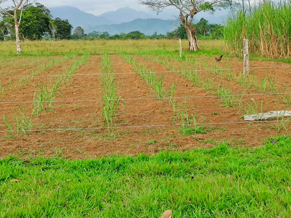 Parcela Semilla Caña5 AGROSAVIA