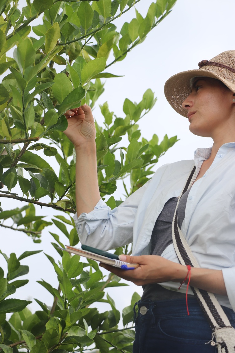 Primera Gira Técnica Nacional De Citricultores AGROSAVIA ICA (6) AGROSAVIA