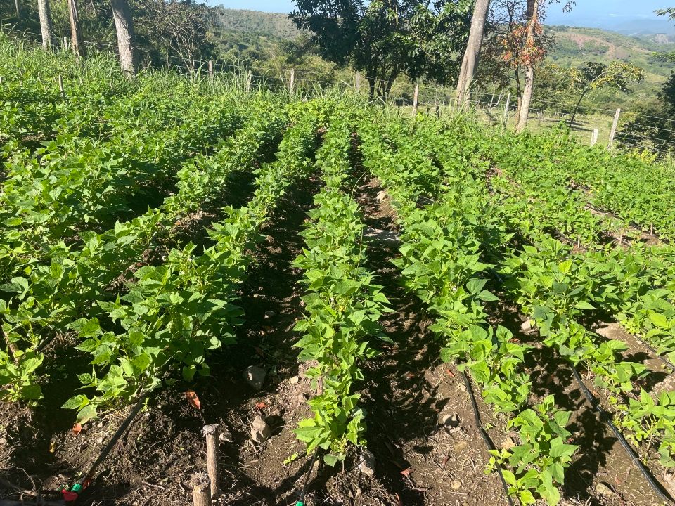 AGROSAVIA Capacita A Productores Del Cesar En El Marco Del Plan De Vinculación Del Caribe Seco3 AGROSAVIA