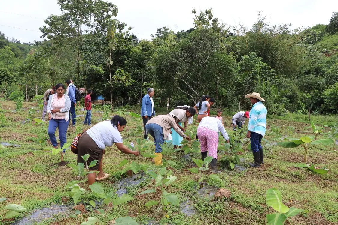 Sistemas Agroalimentarios5 Fotor Webp