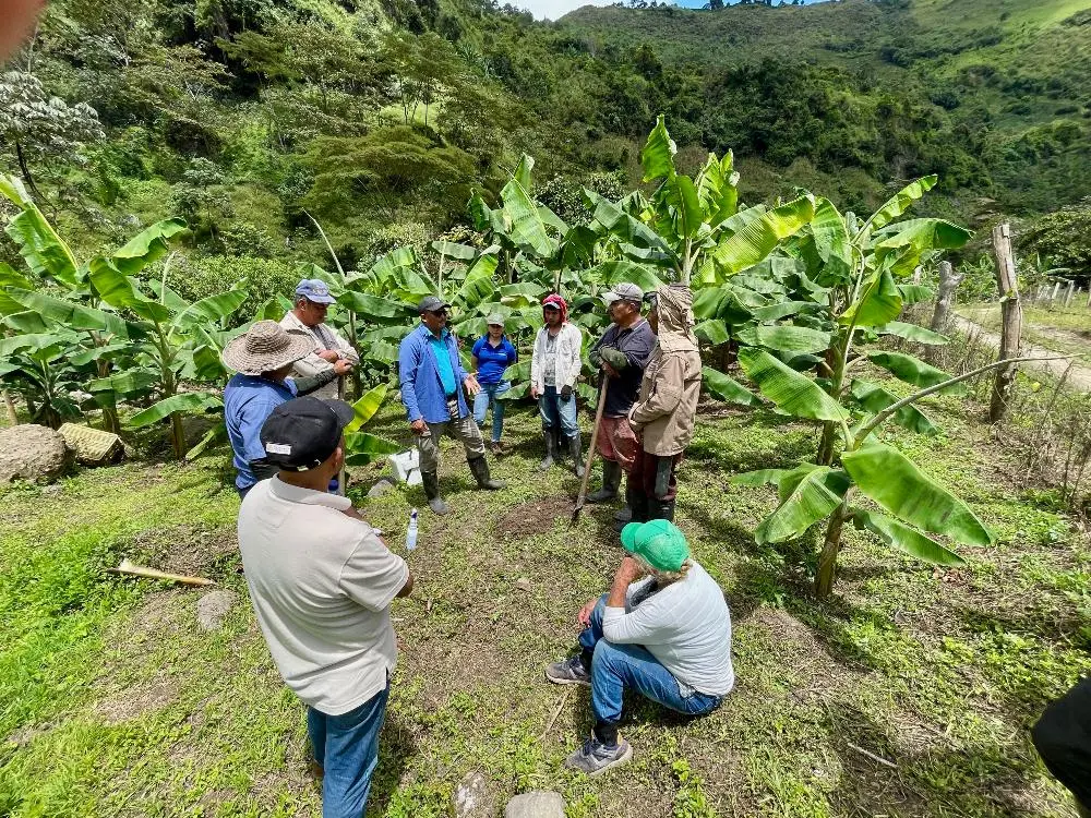 AGROSAVIA, seeds of innovation writing a new story for plantain in Huila