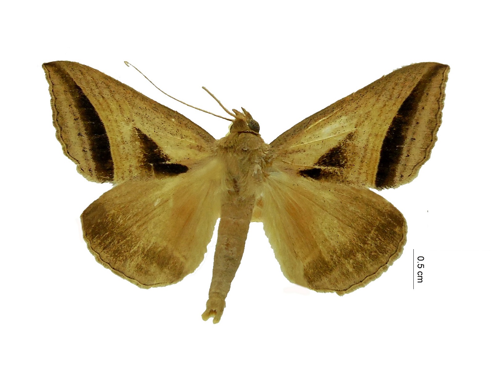 Nymbis spp. 