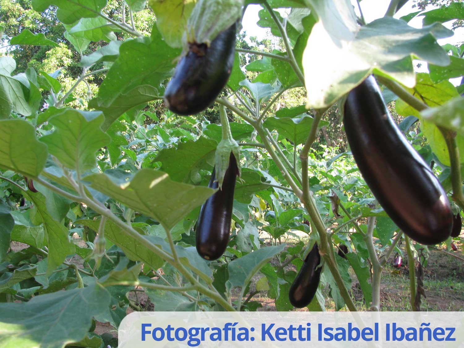 Eggplant variety C029