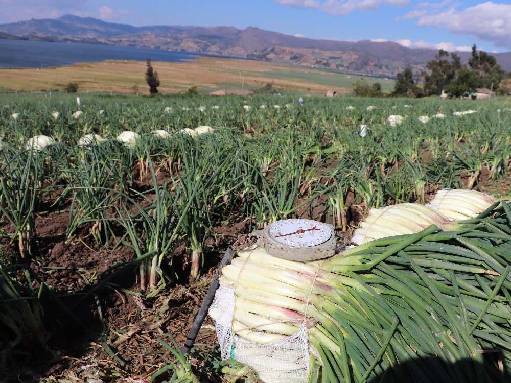 La Sede Tunja De AGROSAVIA, Aportando A La Agricultura Familiar Y La Seguridad Alimentaria De Boyacá6 AGROSAVIA
