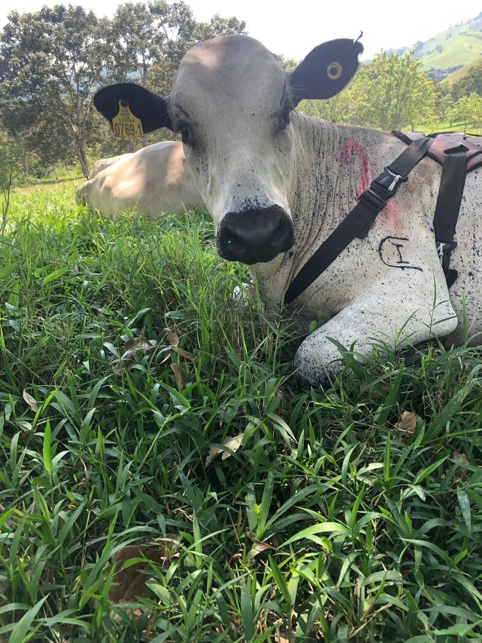 Imagen 16. Ensayo Marcadores BON 2 2