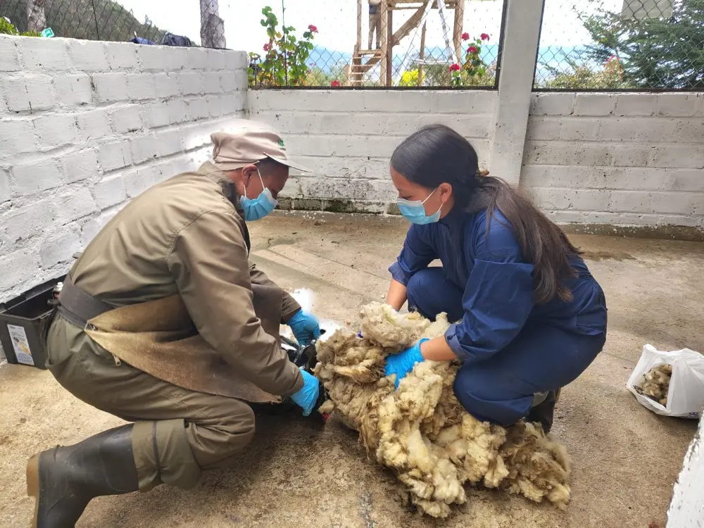 AGROSAVIA Promueve La Conservación De Los Ovinos2 Fotor Webp
