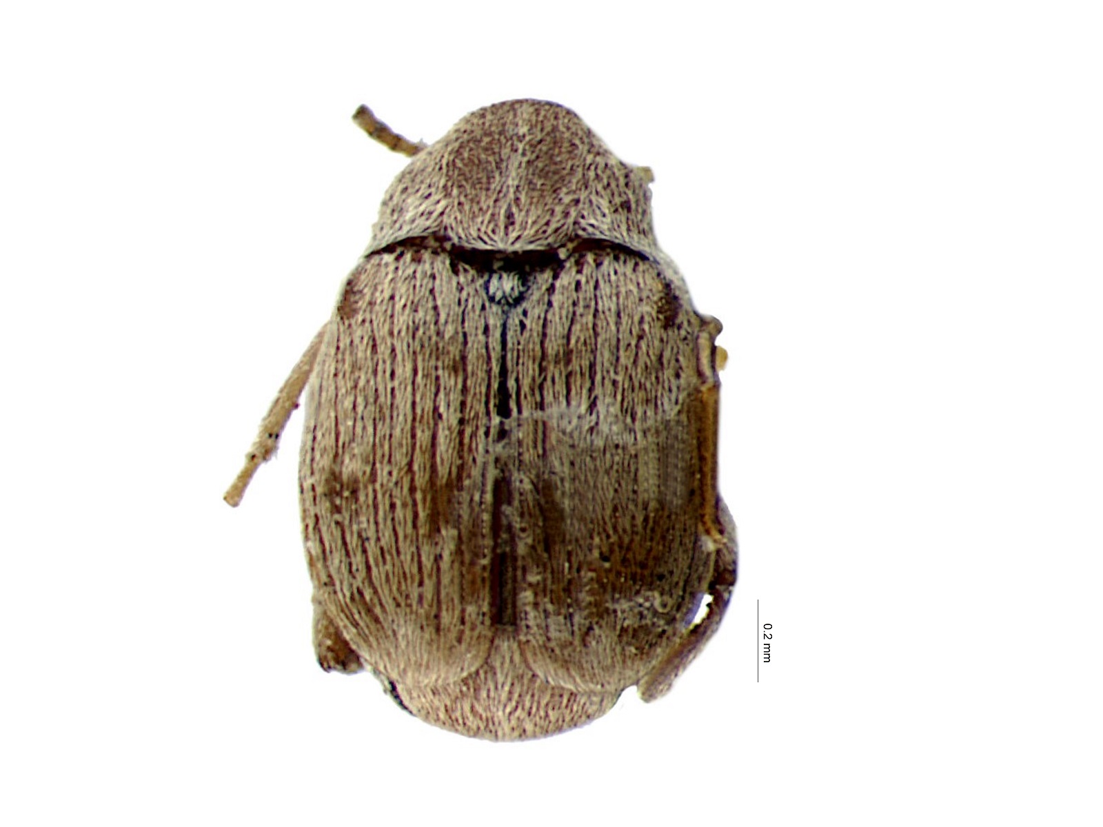Acanthoscelides indigoferestes Johnson, 1983 