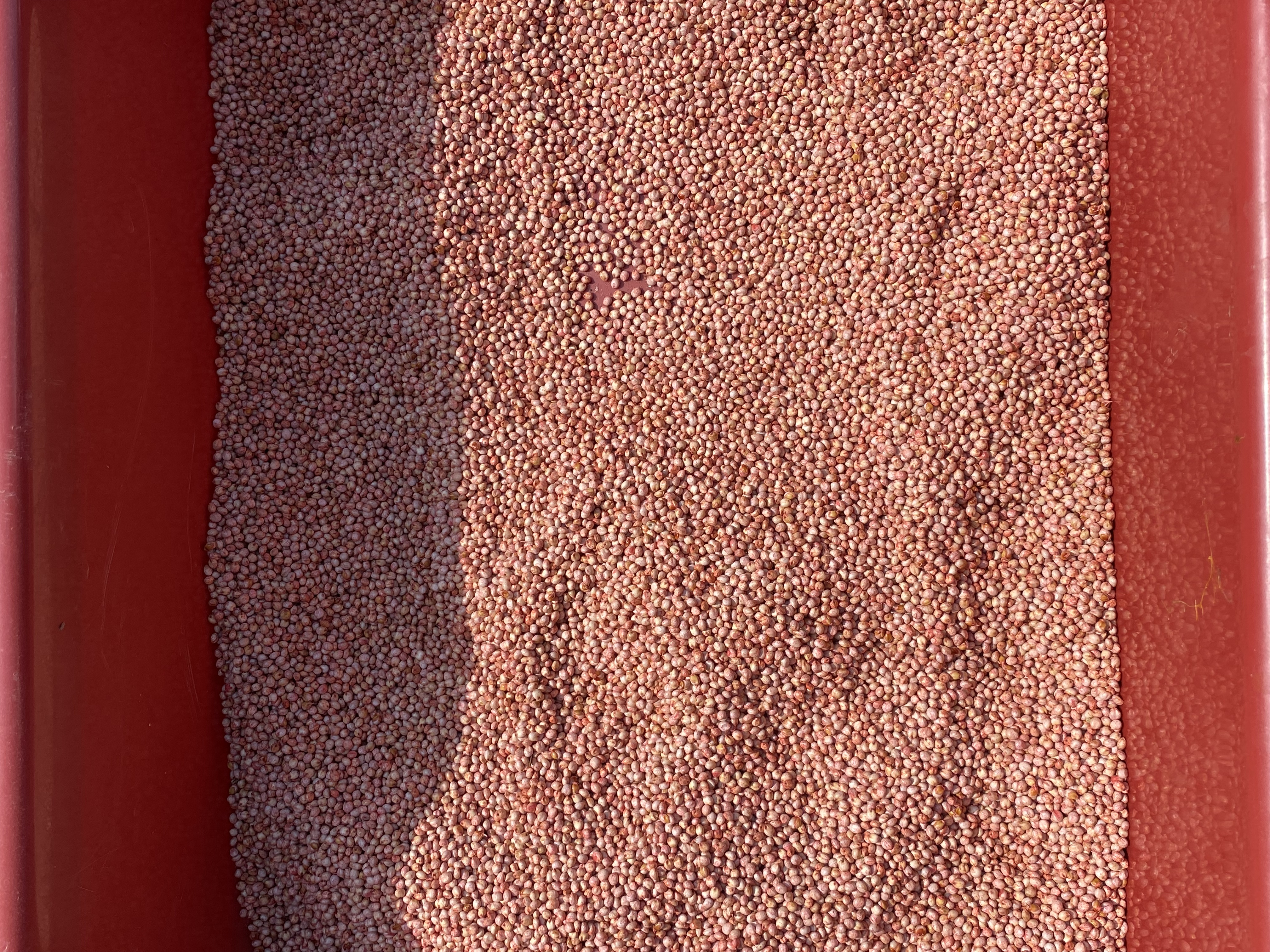 Semilla De Sorgo Tratada Laura Restrepo