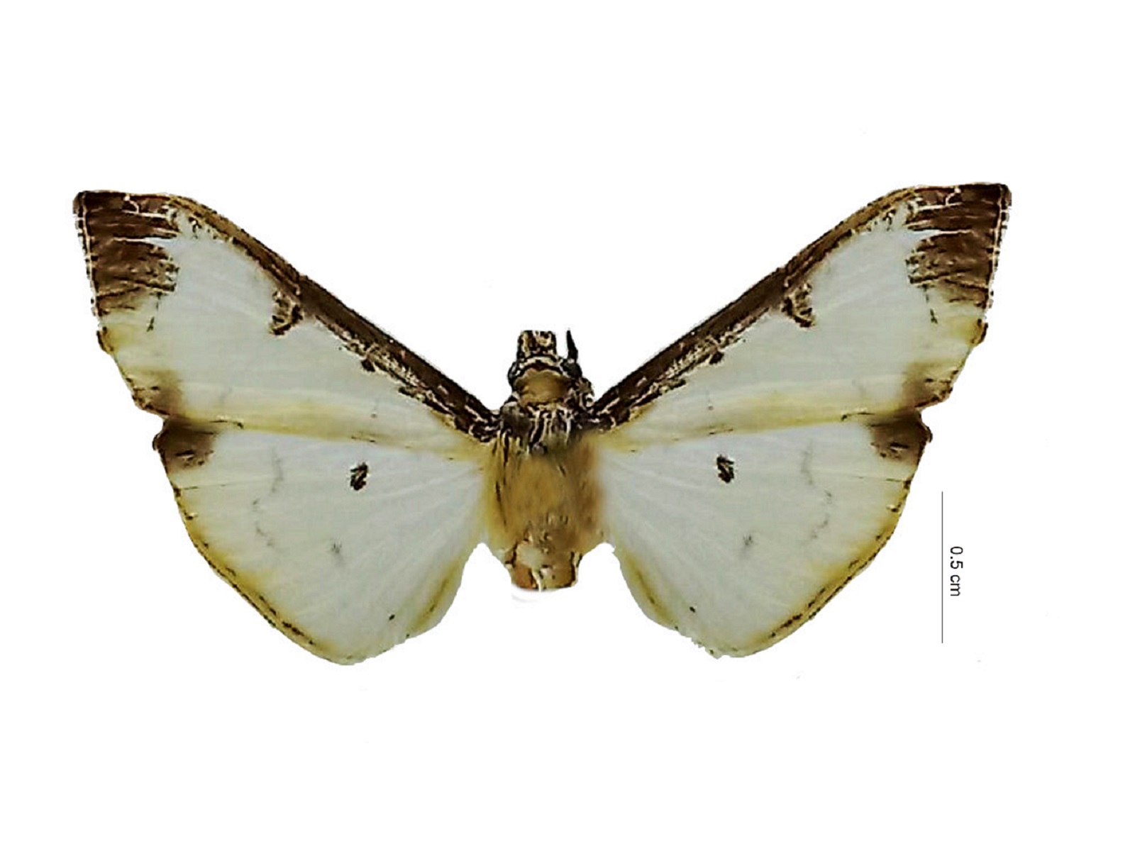 Eulepte concordalis Hübner, 1825 