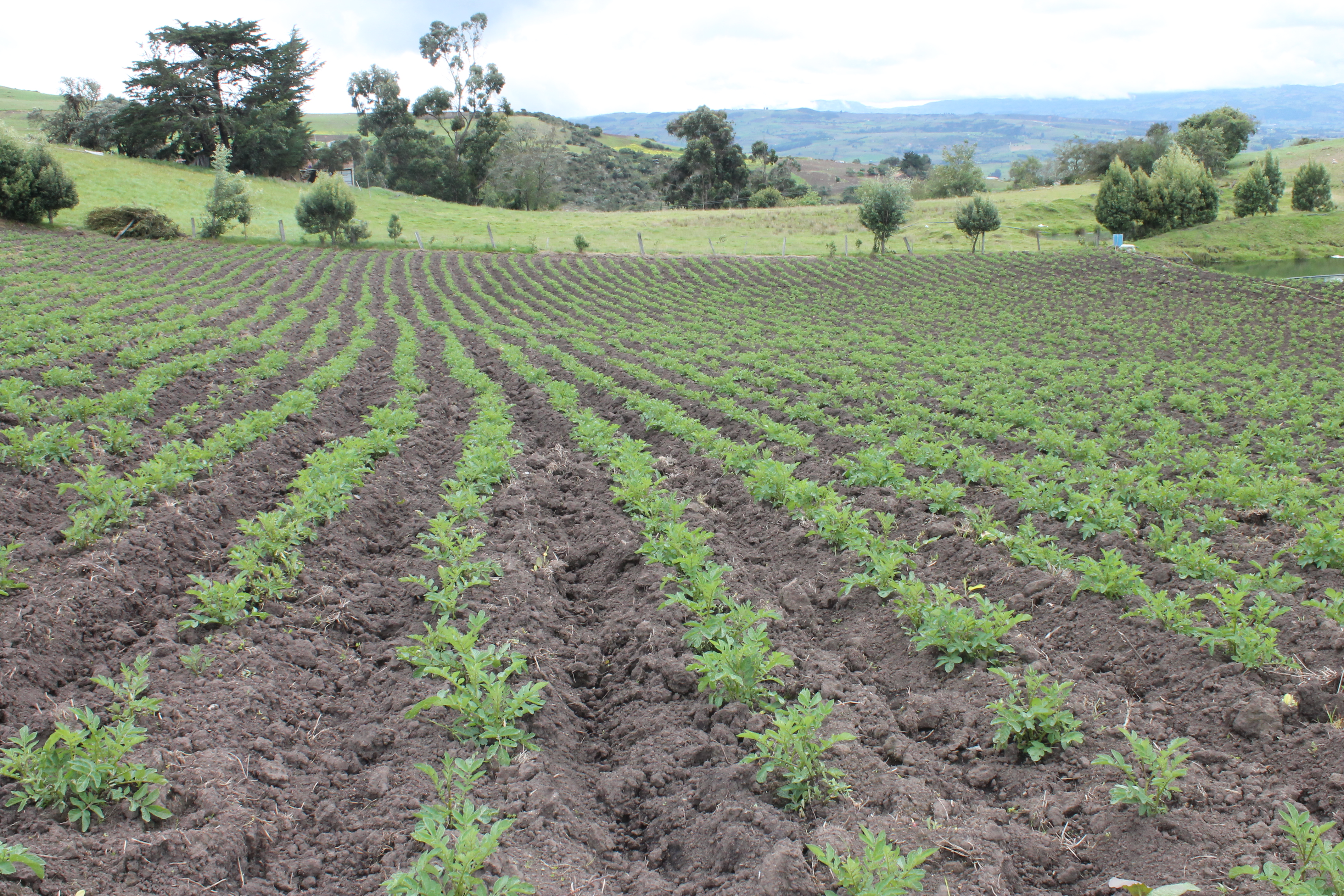 Papa Tuquerreña Toca Boyaca Berssitovar 155