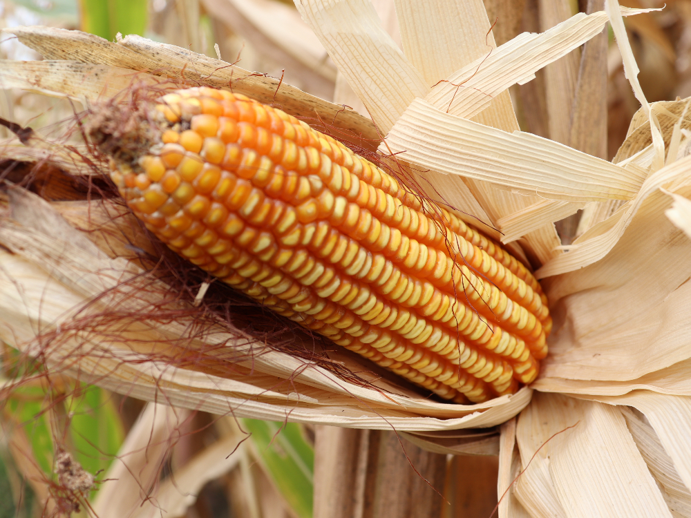 El Achaparramiento del maíz es un problema superable con-ciencia