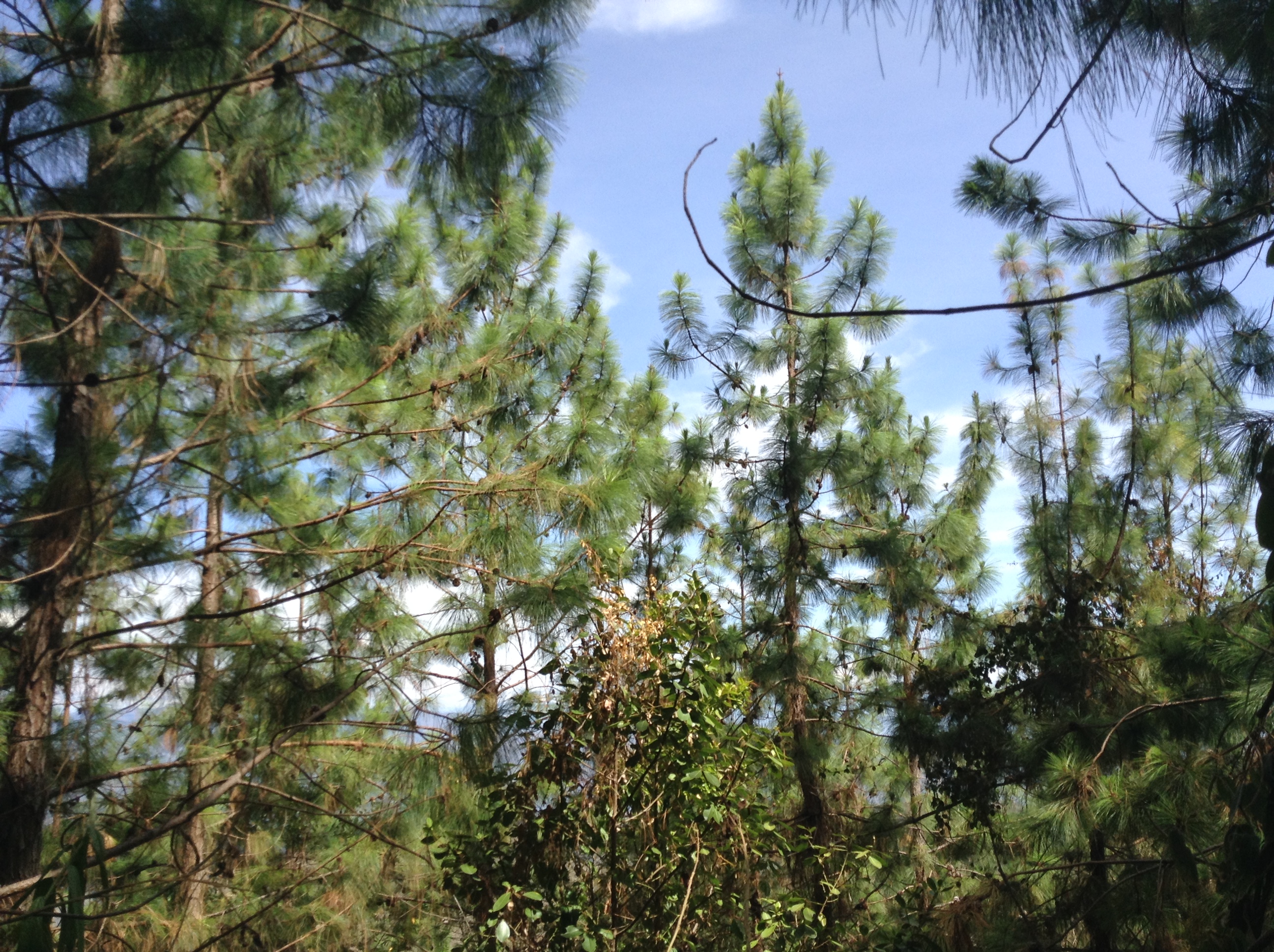 <p><em>Pinus patula</em> Schiede ex Schltdl. & Cham.</p>