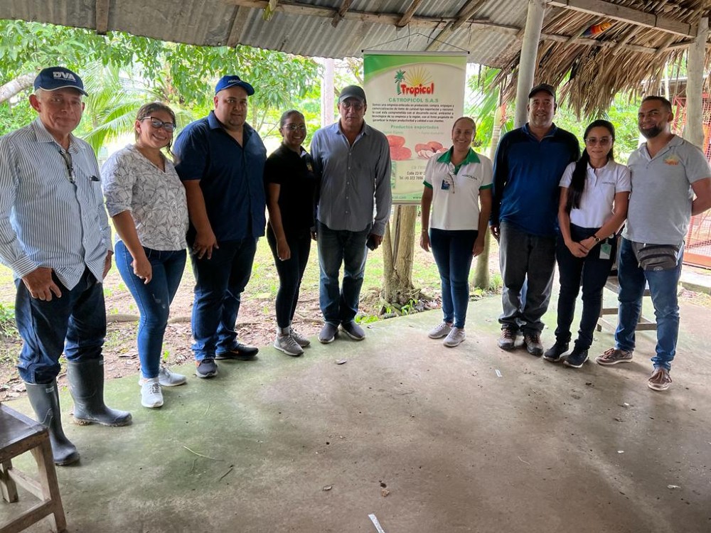 Proyecto De Ñame AGROSAVIA