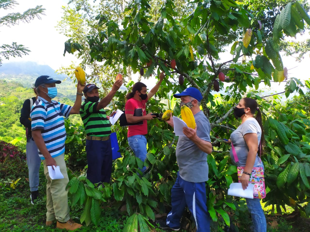 Productores de caña y cacao se capacitaron para mejorar sus cultivos