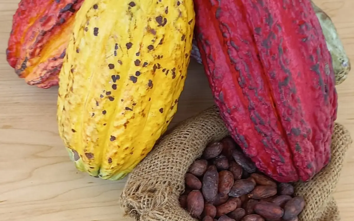 Riesgos y aportes de los fertilizantes en la presencia de cadmio en cacao