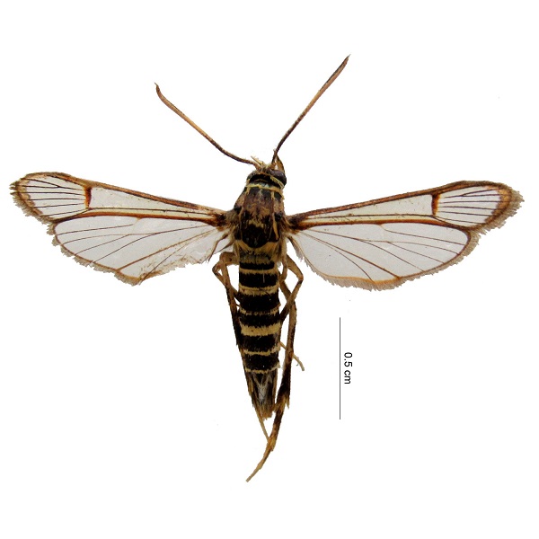 Sesiidae