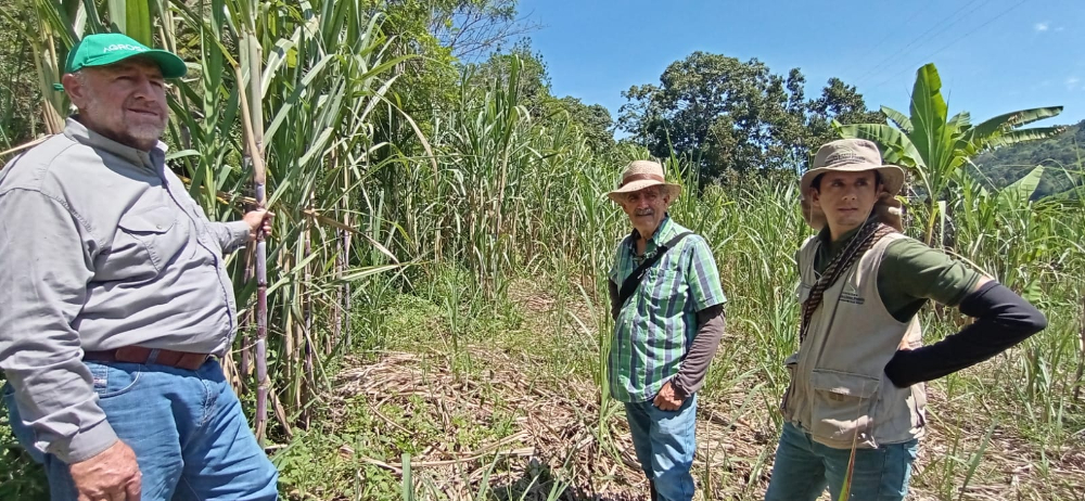 Capacitación Caña2 AGROSAVIA Def