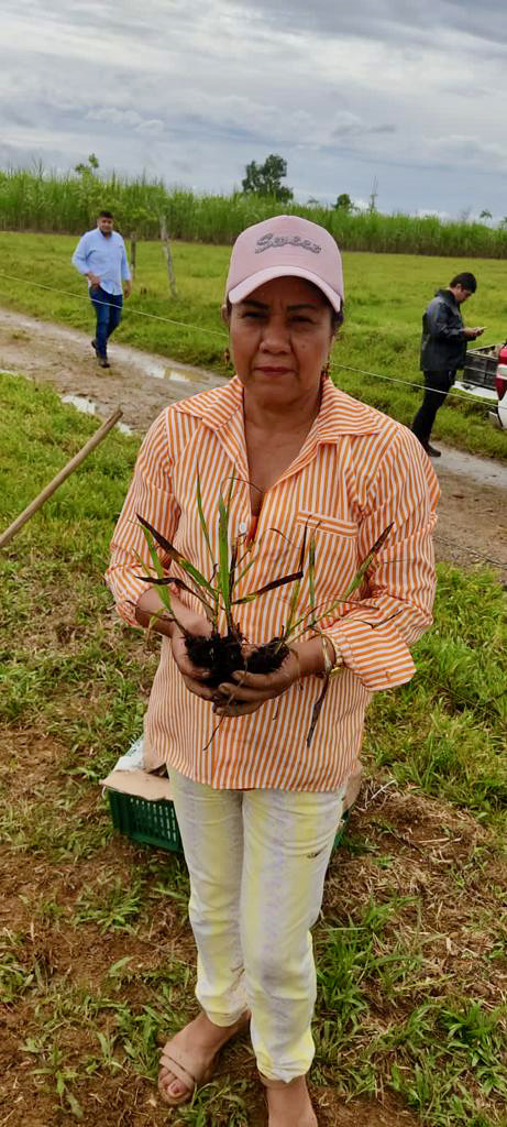 Parcela Semilla Caña2 AGROSAVIA