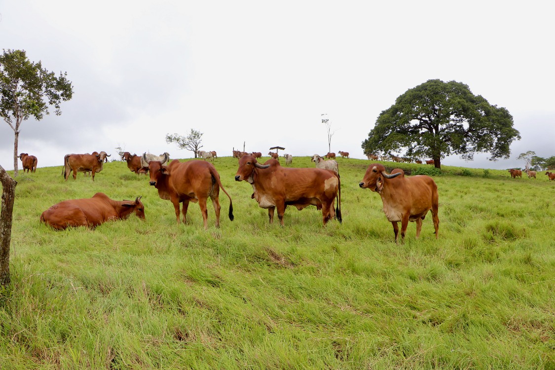 Alto valor genético para pequeños productores ganaderos entrega AGROSAVIA a través del “Conpes Lácteo”