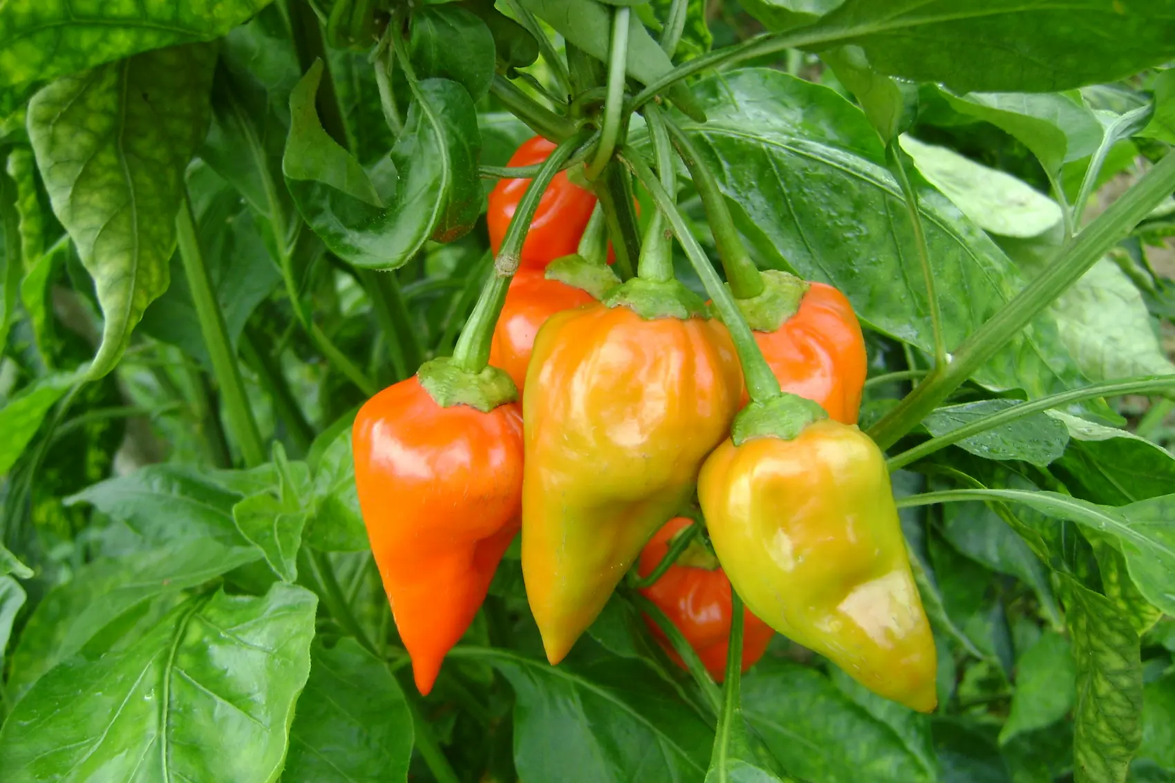 AGROSAVIA Tropical, a sweet topito-type chili pepper variety