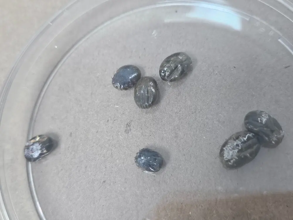 Garrapatas2 Fotor Webp