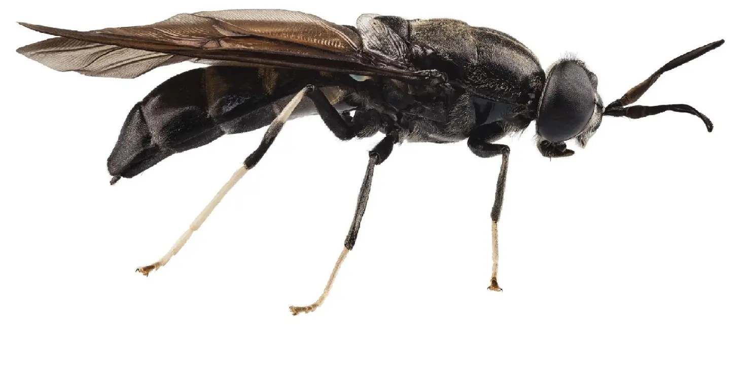Primera Planta De Mosca Soldado Negra2 Fotor Webp