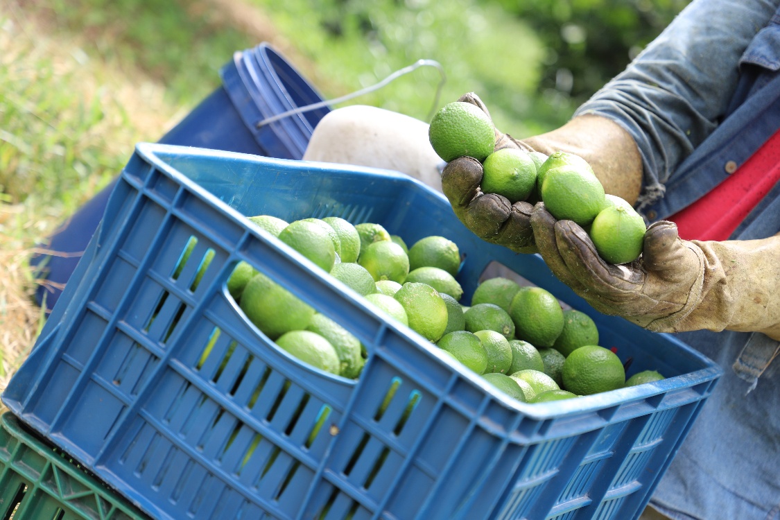 Inicia Plan De Vinculación Agroalimentario Para Los Santanderes3 AGROSAVIA