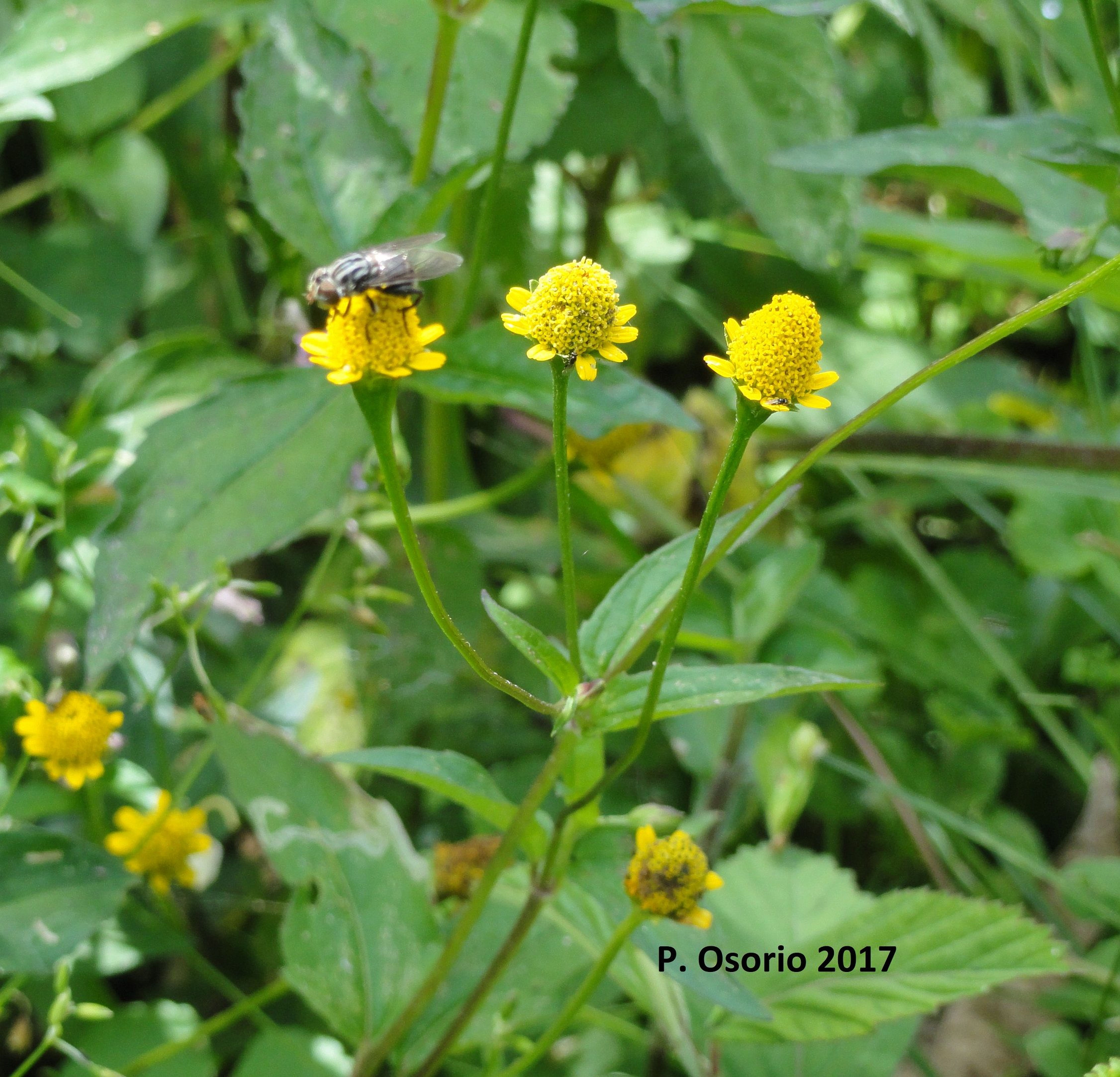 Botón Amarillo P. Osorio 2017