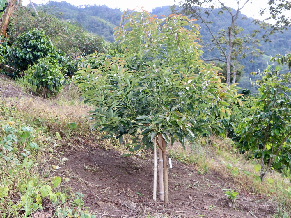 Plan Semilla Aguacate Herveo4 AGROSAVIA