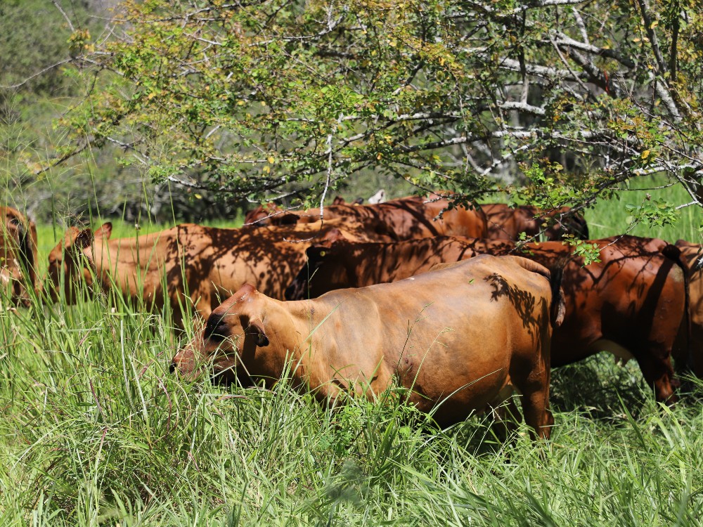ASOCOGAN Y AGROSAVIA Firman Convenio4 AGROSAVIA