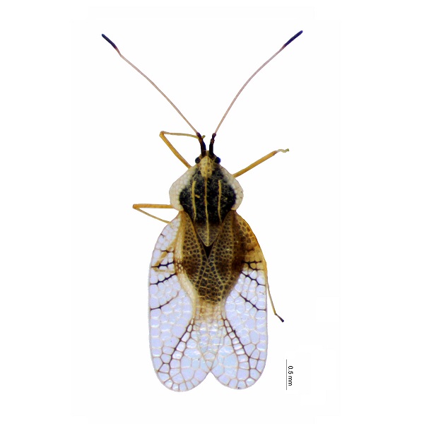 <p><em>Gargaphia</em></p>
