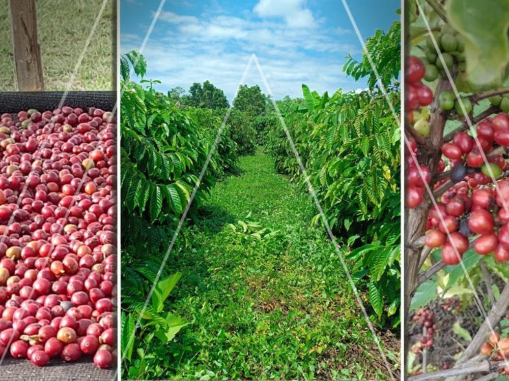 Café canéfora, una especie que podría diversificar la caficultura en zonas no tradicionales