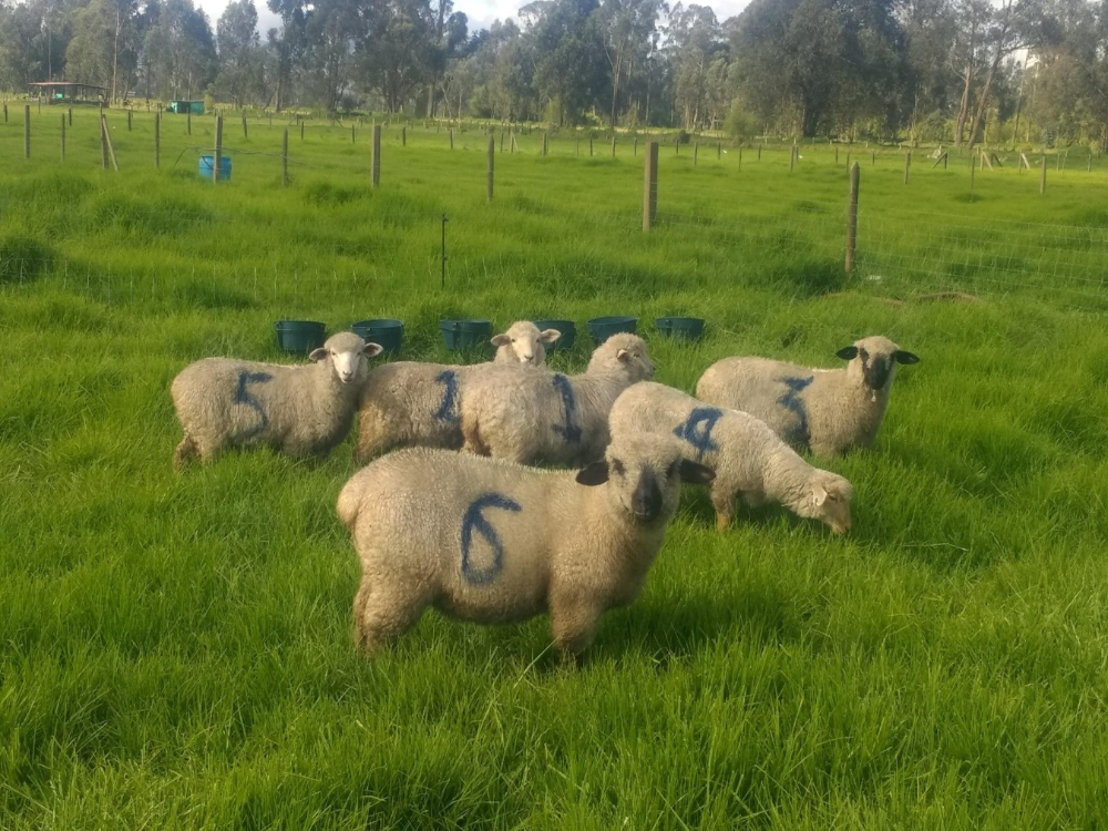 A groundbreaking study carried out by AGROSAVIA reveals the potential of native nematophagous fungi to control gastrointestinal nematodes in sheep